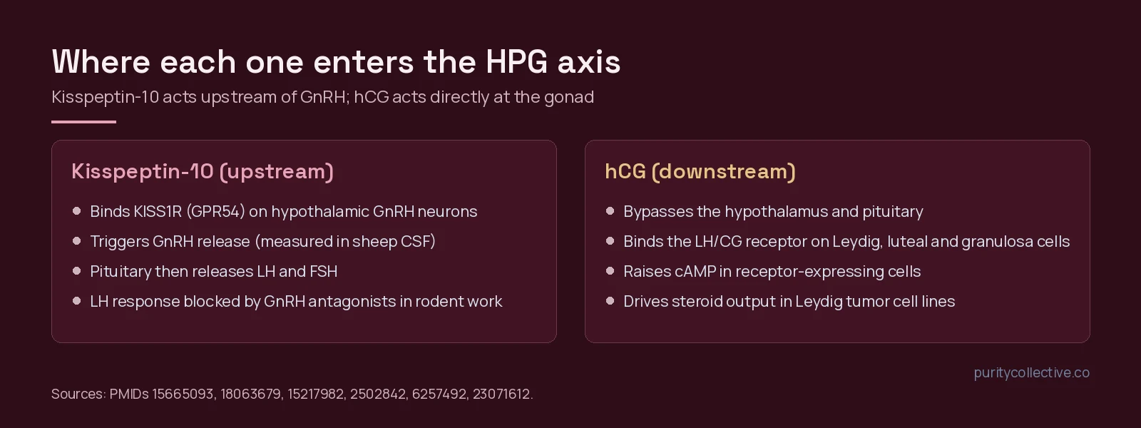 Diagram showing kisspeptin-10 acting upstream at hypothalamic GnRH neurons and hCG acting downstream at the LH/CG receptor on gonadal cells