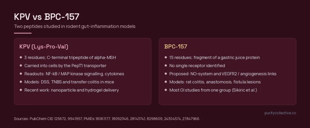 Side-by-side comparison of KPV, a tripeptide transported by PepT1, and BPC-157, a gastric pentadecapeptide studied in rat lesion models