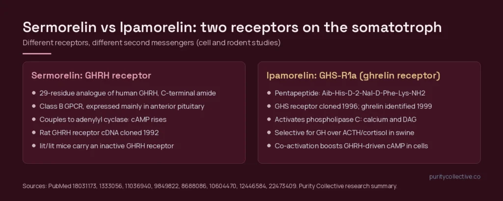 Two-panel comparison: sermorelin acts at the GHRH receptor and raises cAMP; ipamorelin acts at the ghrelin receptor GHS-R1a and signals through phospholipase C and calcium