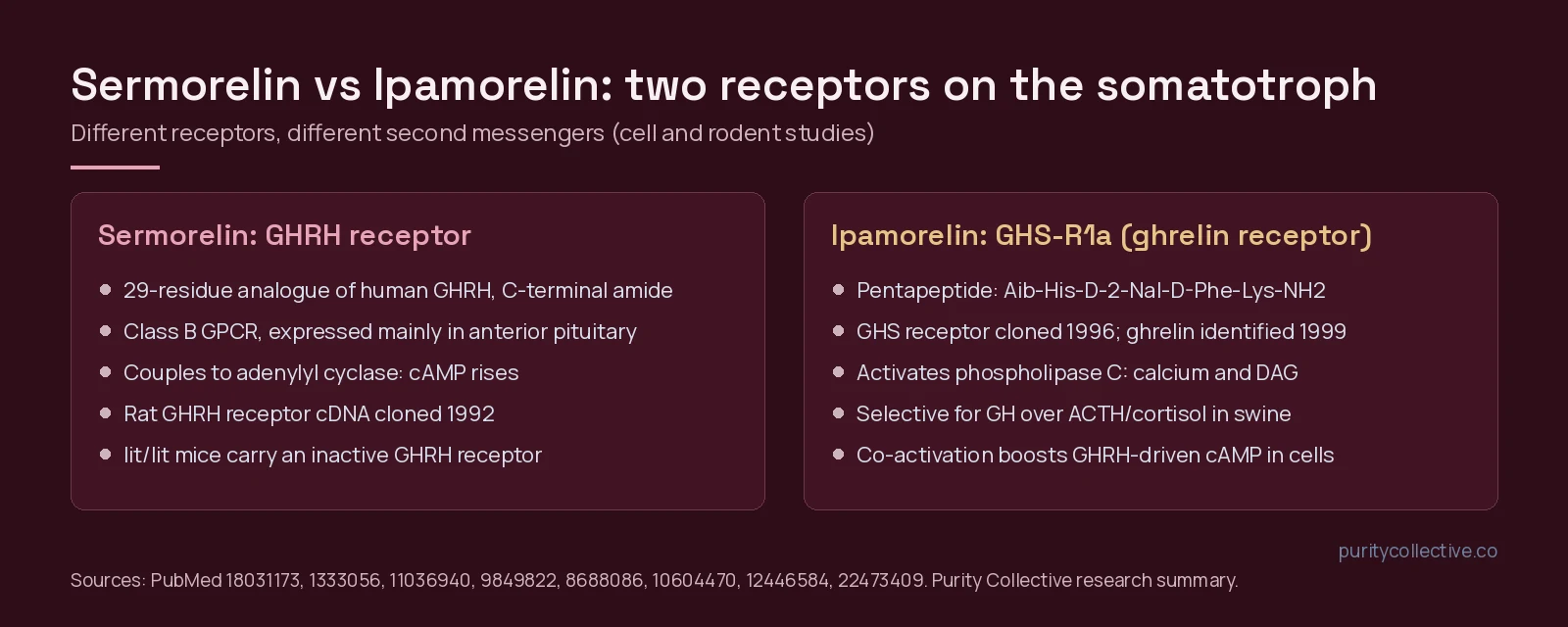 Two-panel comparison: sermorelin acts at the GHRH receptor and raises cAMP; ipamorelin acts at the ghrelin receptor GHS-R1a and signals through phospholipase C and calcium