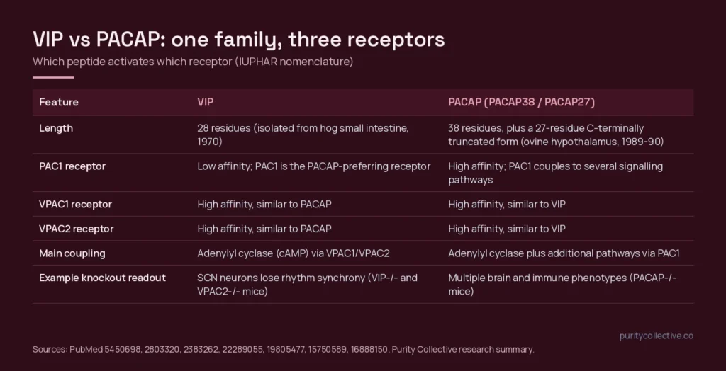 Comparison table of VIP and PACAP showing peptide length, affinity at PAC1, VPAC1 and VPAC2 receptors, signalling and knockout readouts